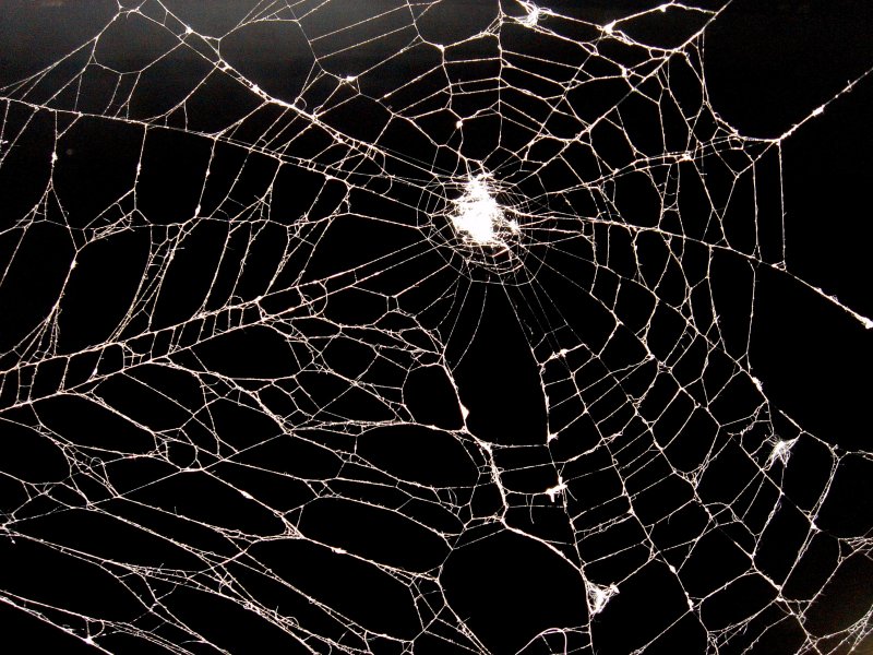 Паутина черная