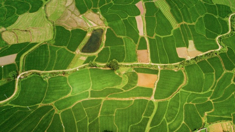 Поле вид сверху