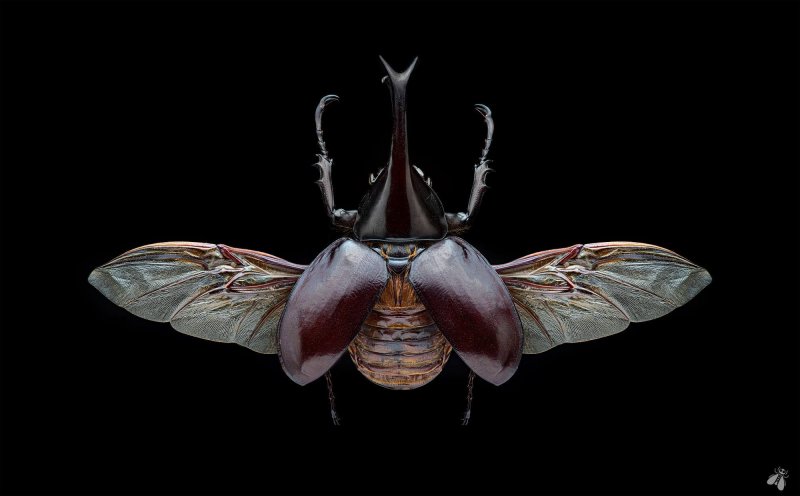 Полифемус Жук