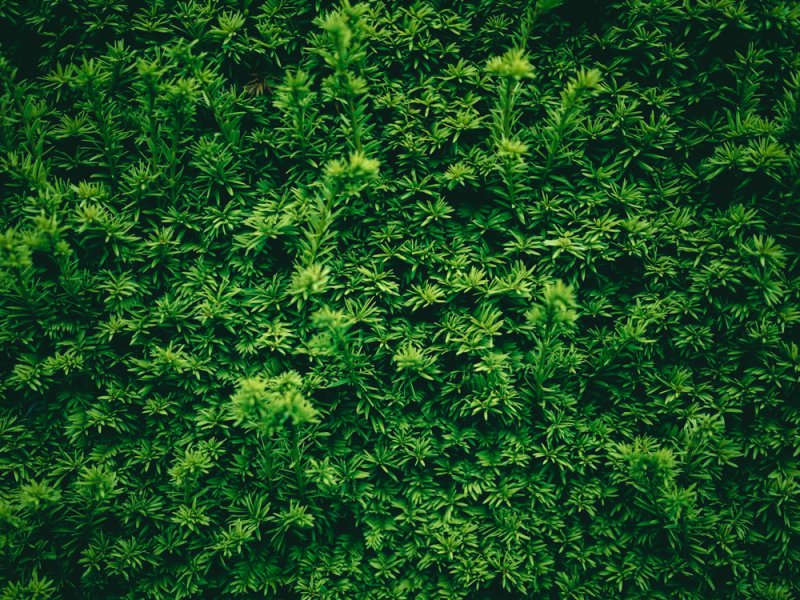 Текстура растения