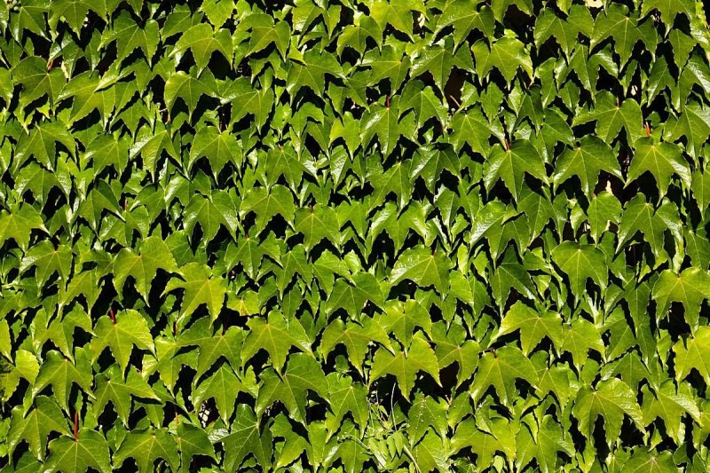 Текстура листвы