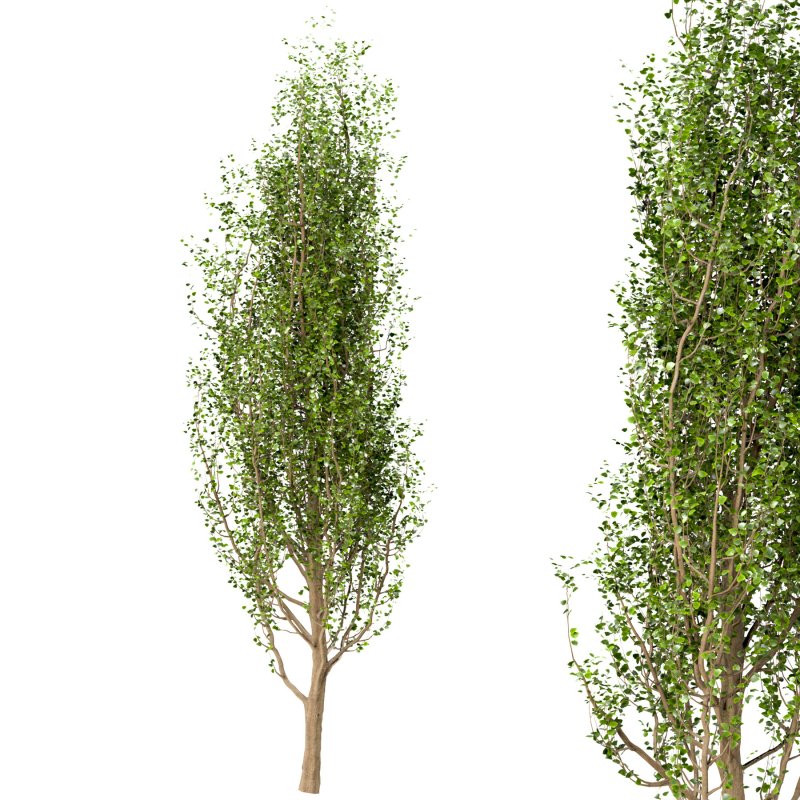 Тополь Башкирский пирамидальный