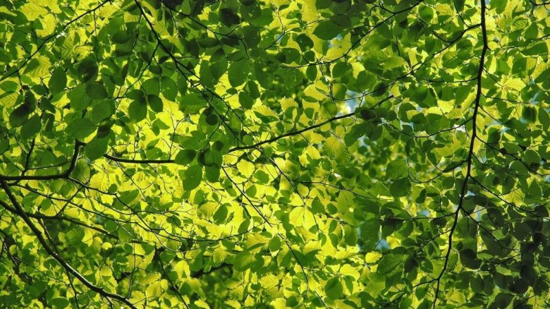 Листва деревьев