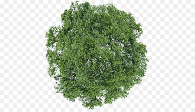 Деревья сверху