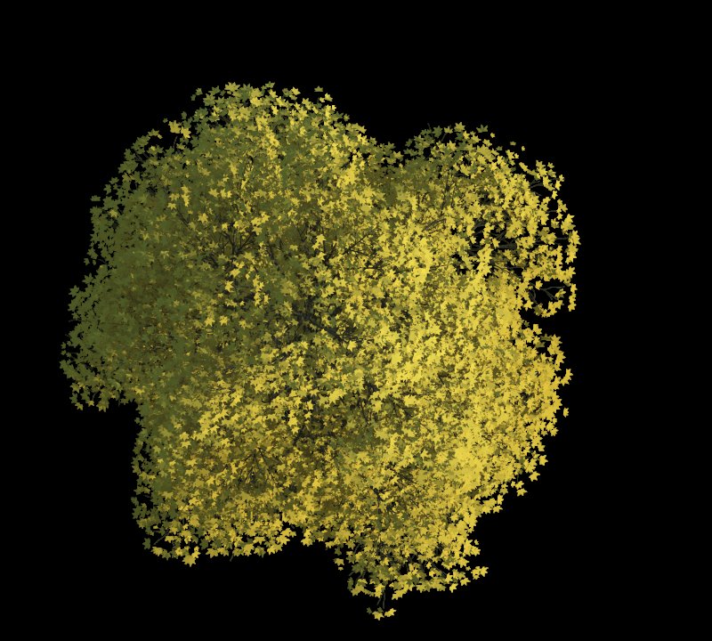 Лиственные деревья вид сверху