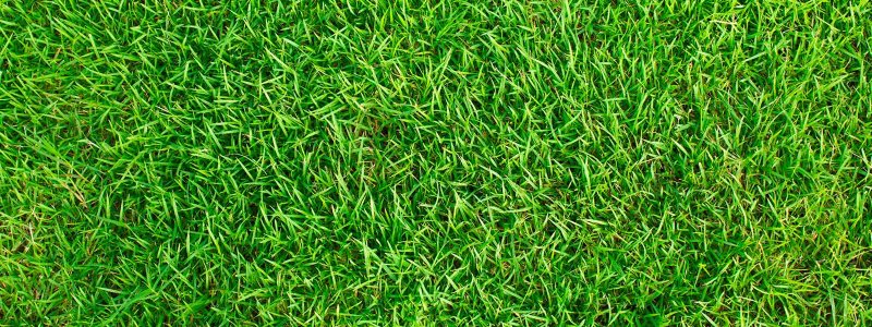 Текстура травы