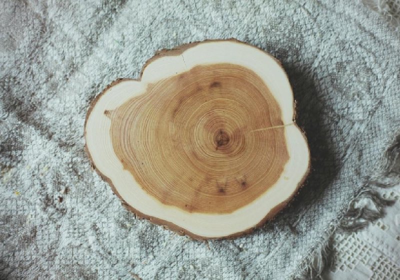 Торцевой спил туи