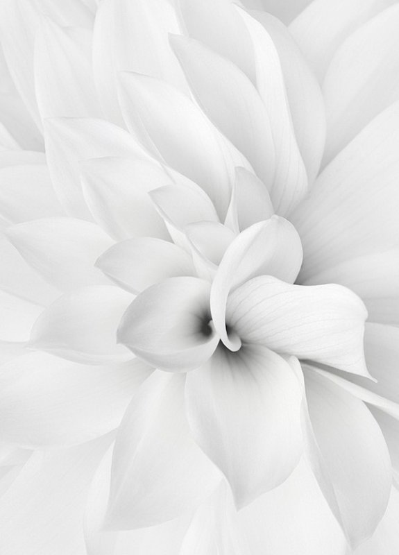 Белых в. "цвета"