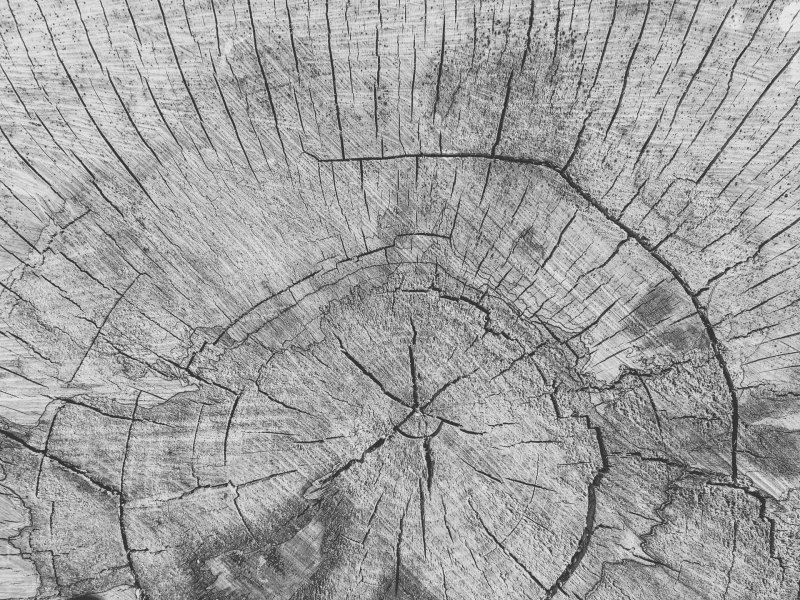 Текстура дерева