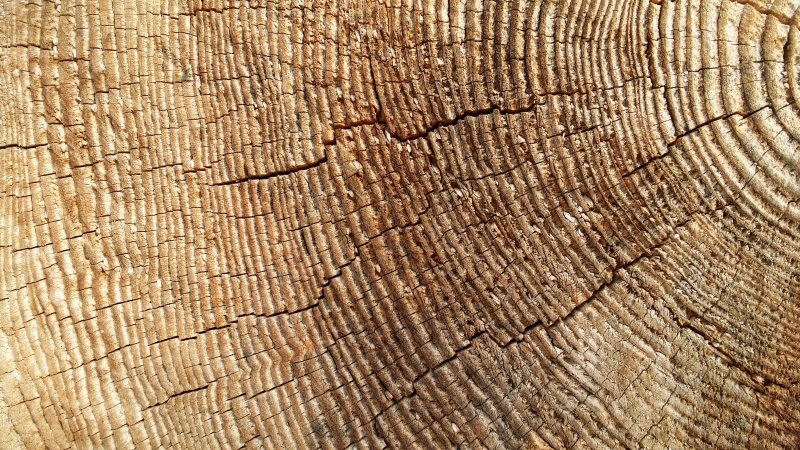 Текстура дерева