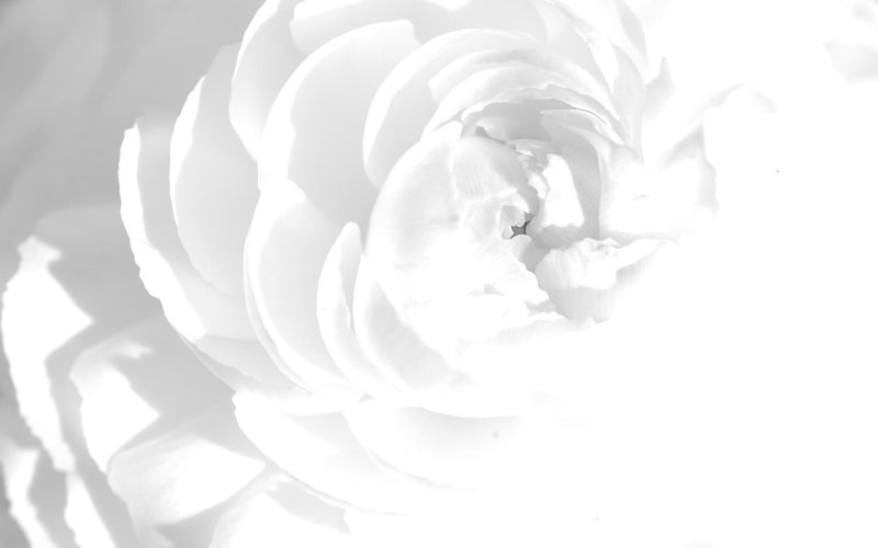 Красивый белый фон