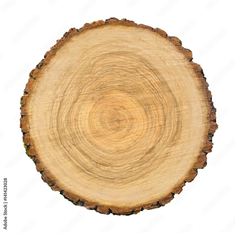 Срез можжевельника