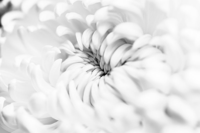 Белый цвет текстура цветы