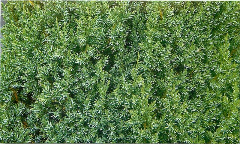 Можжевельник Springbank