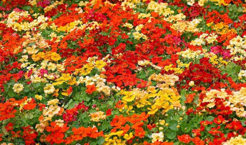 Настурция шелковый путь