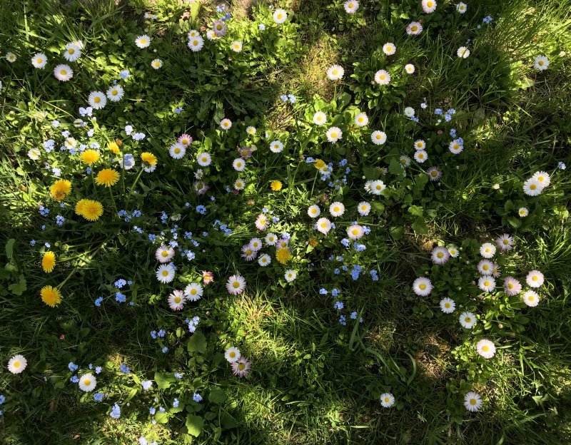 Поляна вид сверху