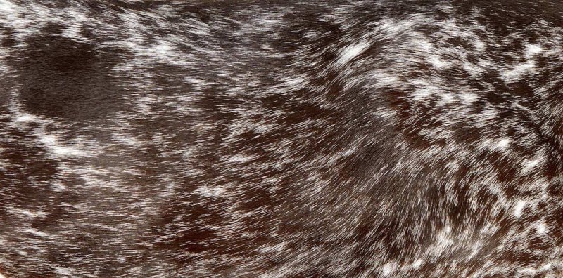 Текстура шерсти кошки