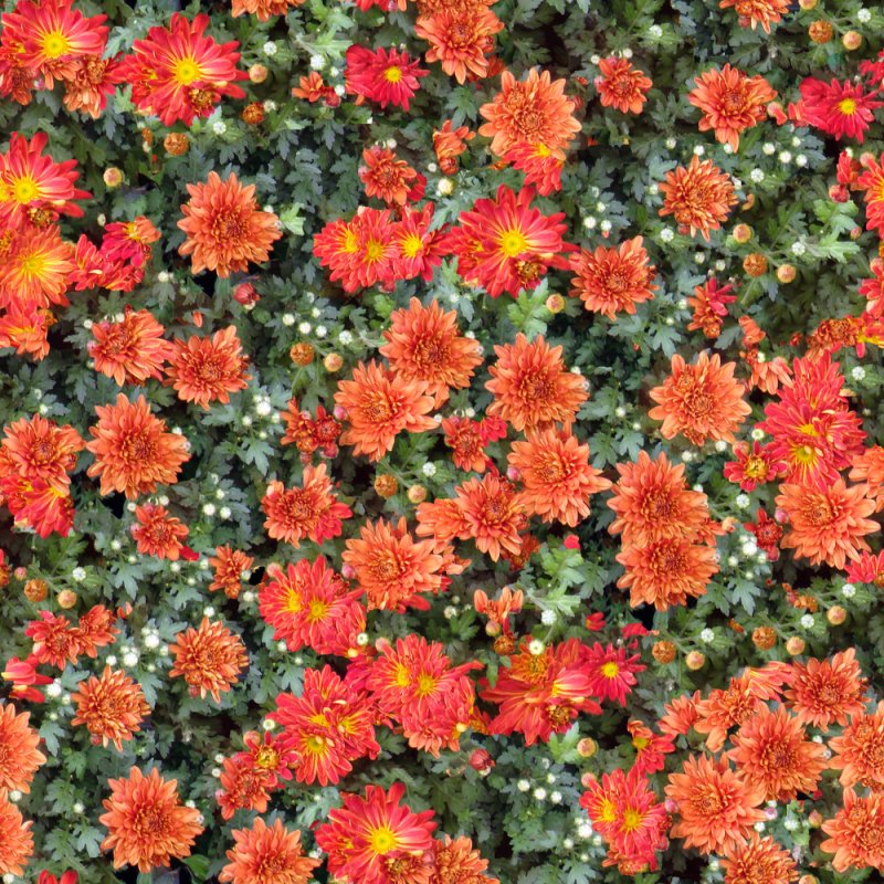 Цветы вид сверху