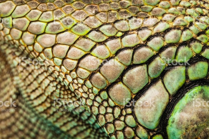 Пресмыкающиеся кожный Покров