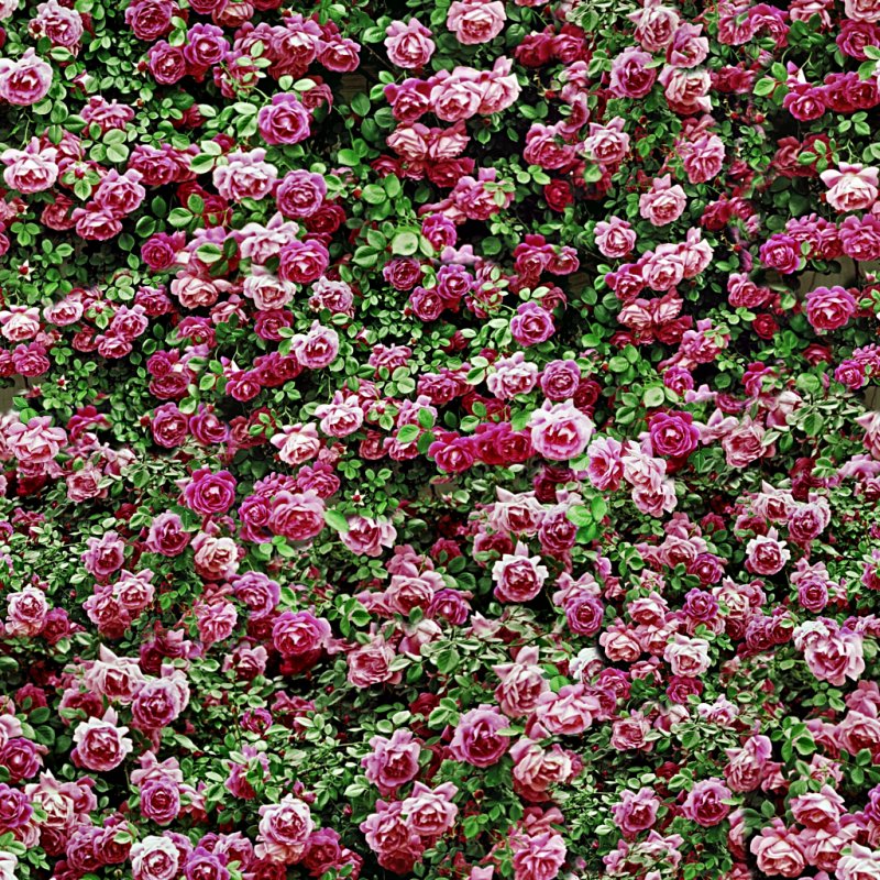 Цветы вид сверху