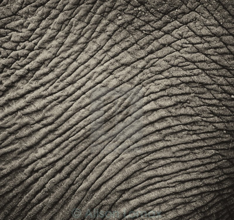 Кожа носорога