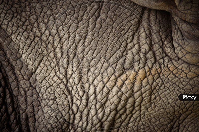 Шкура носорога