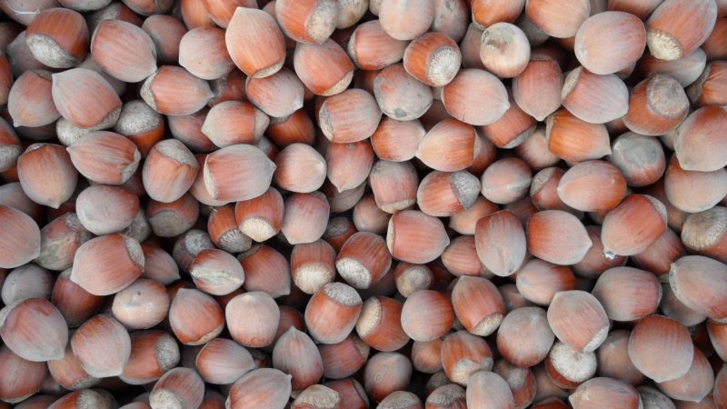 Фундук текстура