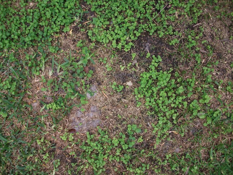 Трава сверху