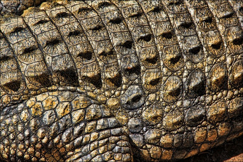 Пресмыкающиеся кожный Покров