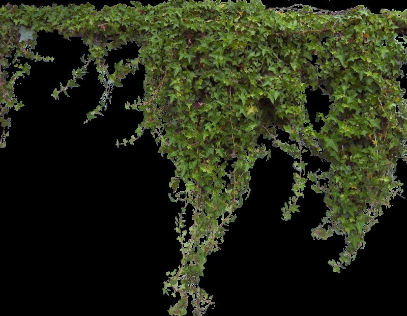 Плющ вечнозеленый (Hedera).