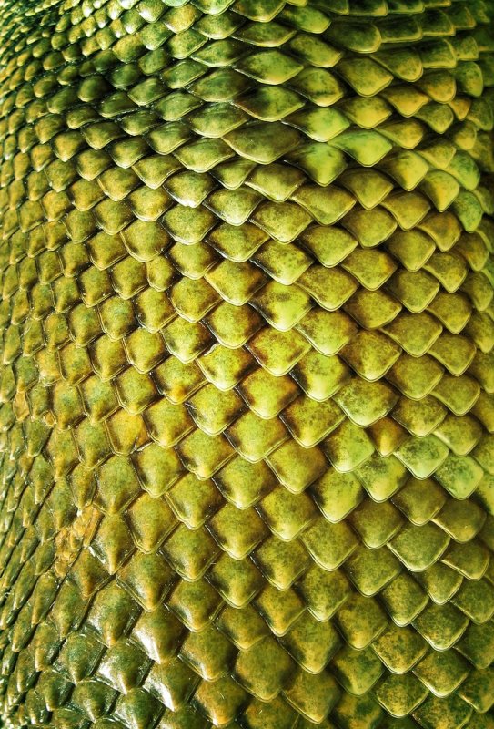 Змеиная чешуя Альфа