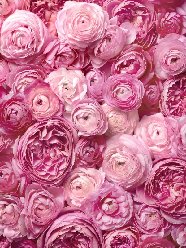 Розовые цветы