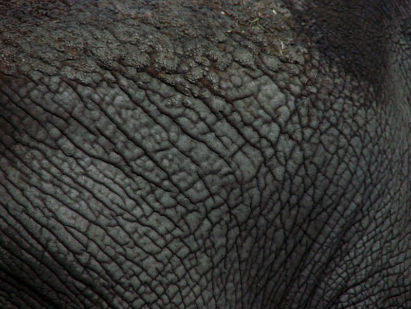 Текстура кожи