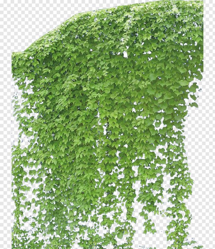 Зелень плющ