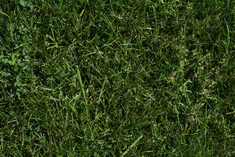 Текстура травы для 3d Max Vray