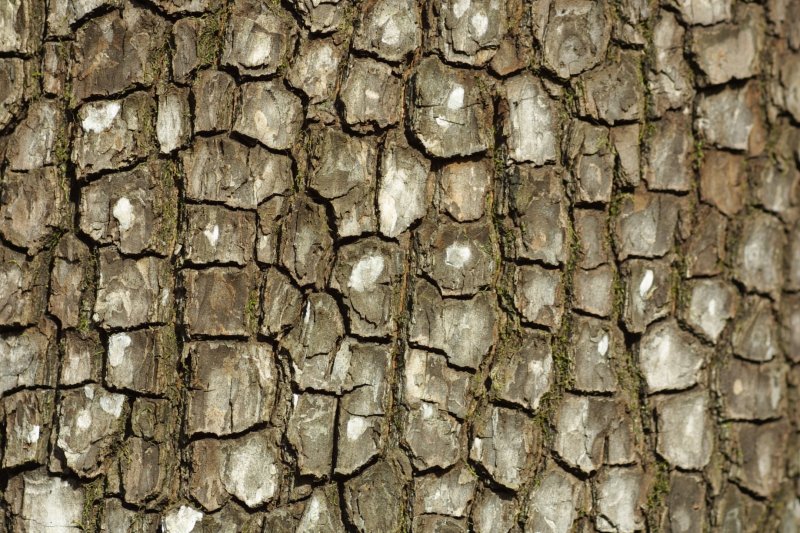 Кора дерева