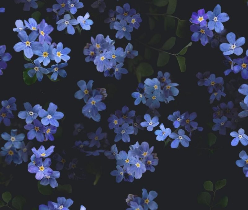 Мелкие голубые цветочки