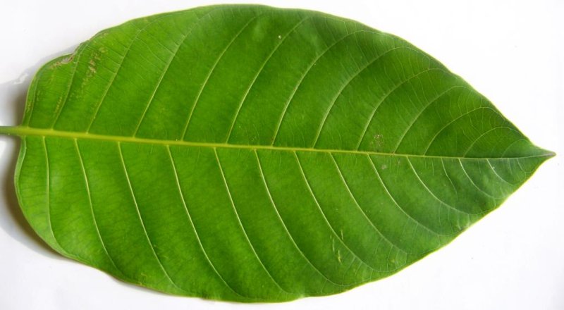 Лист фикуса