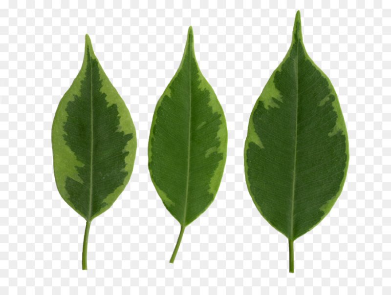 Фикус Бенджамина листок