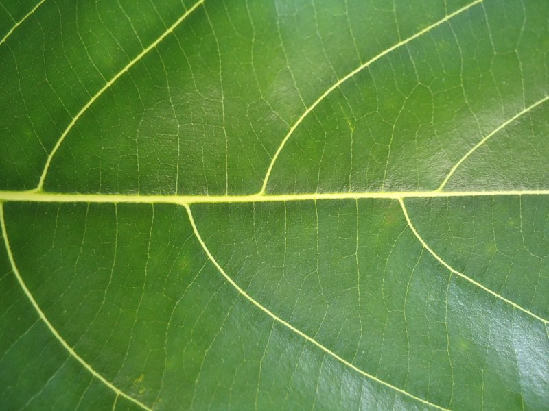 Текстура листа