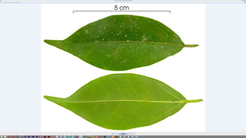 Фикус Бенджамина листок