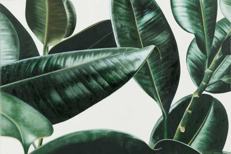 Фикус Ульмифолия