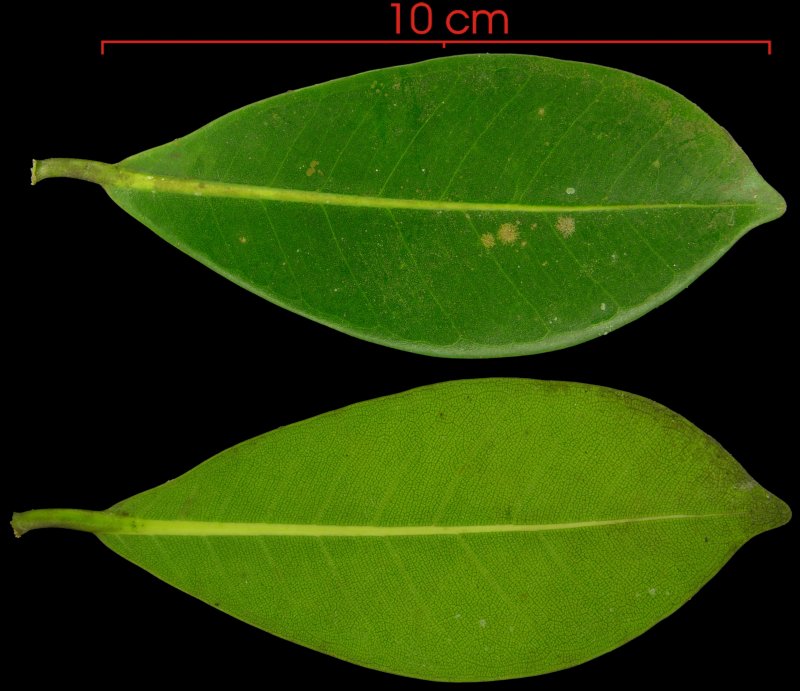 Фикус Бенджамина листок