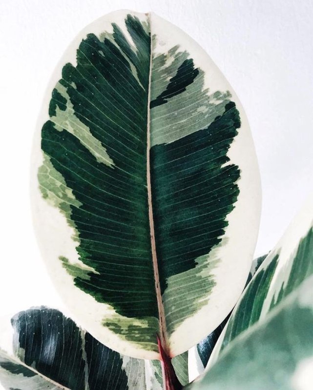 Фикус каучуконосный Вариегата