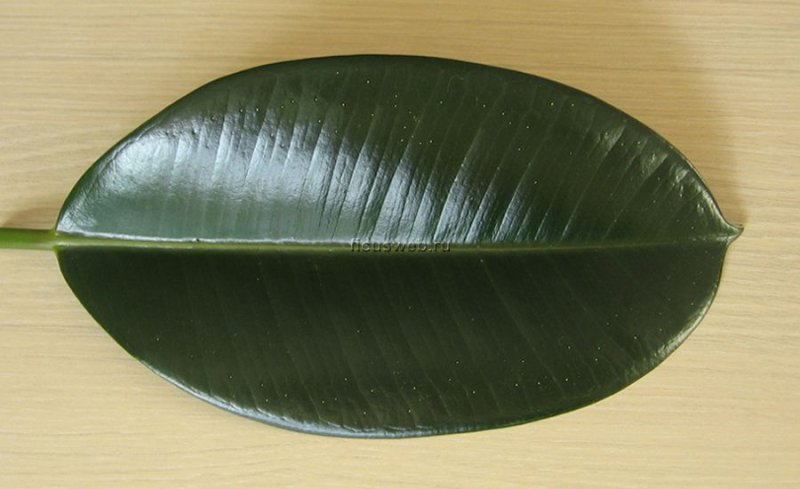 Фикус каучуконосный черный принц