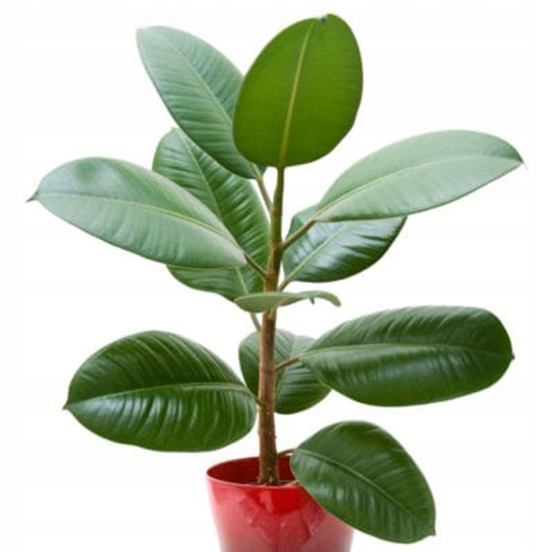 Фикус каучуконосный