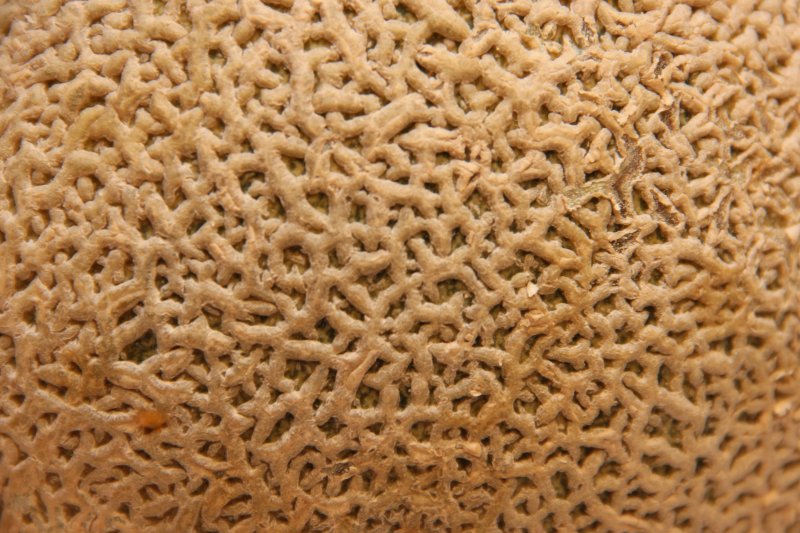 Текстура хитина