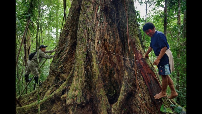 Абаш дерево