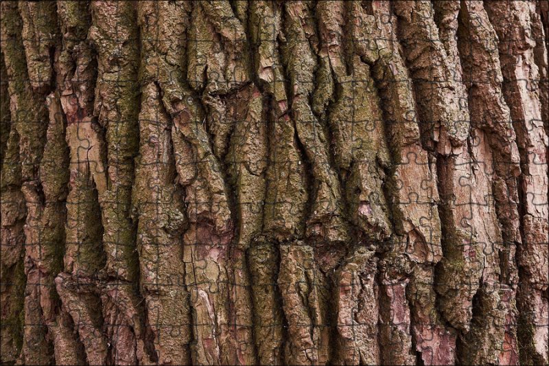 Кора Мурав дерева