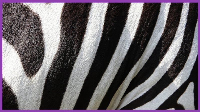 Полоски зебры